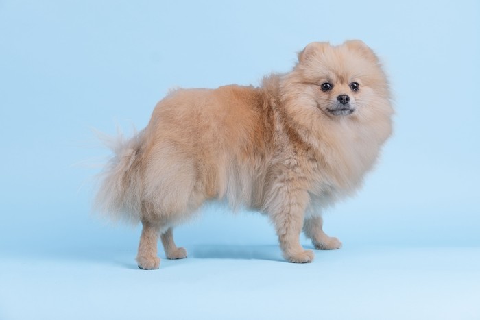 Ilustrasi anjing Pomeranian