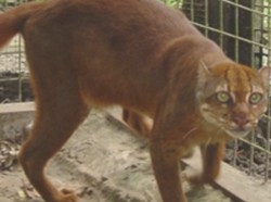Mengenal Kucing Merah, Si Misterius dari Hutan Kalimantan