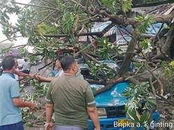 Pohon Tumbang Timpa Kios-Angkot di Simpang Talang Bogor, Lalin Sempat Macet