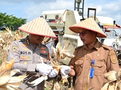 Dukung Swasembada Pangan, Polda Riau Panen Jagung 4 Hekater di Pekanbaru