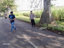 Buruh di Rembang Tewas Tertimpa Cabang Pohon Randu Saat Berangkat Kerja