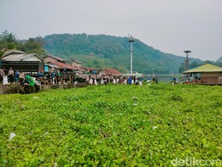 Waduk Jangari Kembali Bernapas, Puluhan Ton Eceng Gondok Disingkirkan
