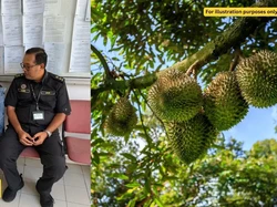Tanam Durian di Lahan Terlarang, Wanita Ini Didenda Ratusan Juta Rupiah!