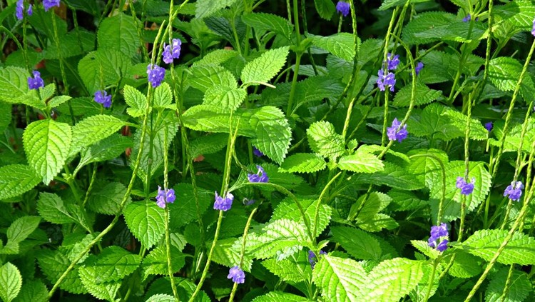 Blue Porterweed flowers