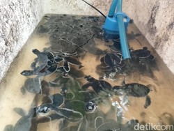 Tumpahan Batu Bara di Pangandaran, Habitat Penyu Terancam Rusak