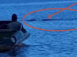 Dikira Ikan Raksasa, Umpan Pemancing di Kumai Ternyata Disambar Buaya