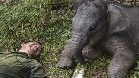 Bayi gajah Sumatra bernama Nona Seroja lahir di Taman Nasional Tesso Nilo, Kabupaten Pelalawan, Riau, Rabu (10/6). (Photo by WAHYUDI / AFP)