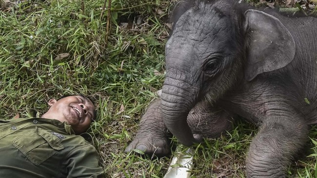 Bayi gajah Sumatra bernama Nona Seroja lahir di Taman Nasional Tesso Nilo, Kabupaten Pelalawan, Riau, Rabu (10/6). (Photo by WAHYUDI / AFP)
