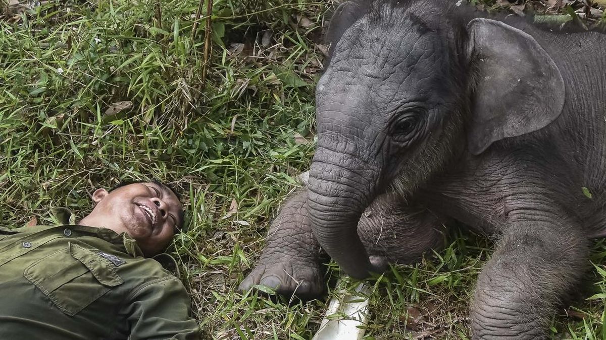 FOTO: Kejutan di Tesso Nilo: Gajah Sumatra Lahirkan Nona Seroja