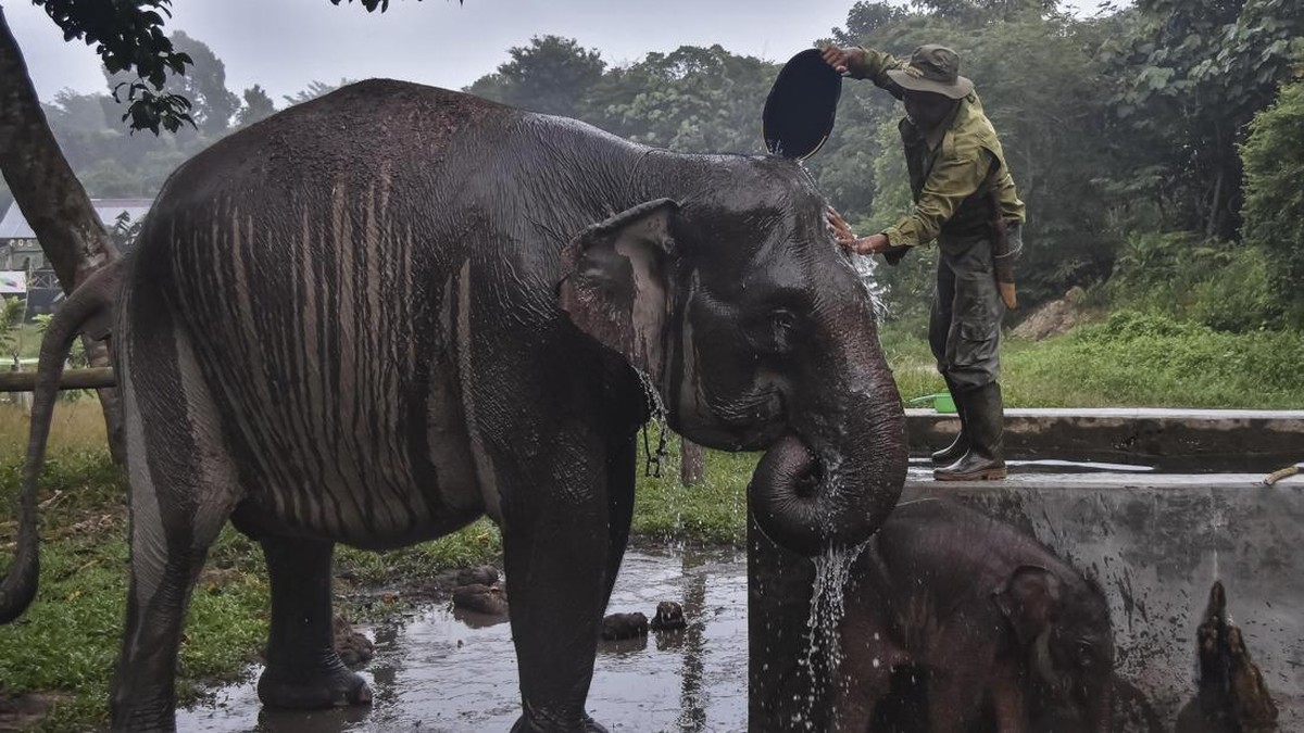 Bayi gajah Sumatra bernama Nona Seroja lahir di Taman Nasional Tesso Nilo, Kabupaten Pelalawan, Riau, Rabu (10/6). (Photo by WAHYUDI / AFP)