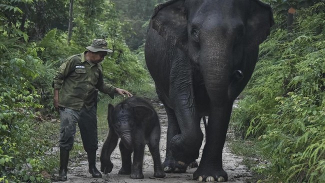 Bayi gajah Sumatra bernama Nona Seroja lahir di Taman Nasional Tesso Nilo, Kabupaten Pelalawan, Riau, Rabu (10/6). (Photo by WAHYUDI / AFP)