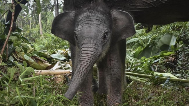Bayi gajah Sumatra bernama Nona Seroja lahir di Taman Nasional Tesso Nilo, Kabupaten Pelalawan, Riau, Rabu (10/6). (Photo by WAHYUDI / AFP)