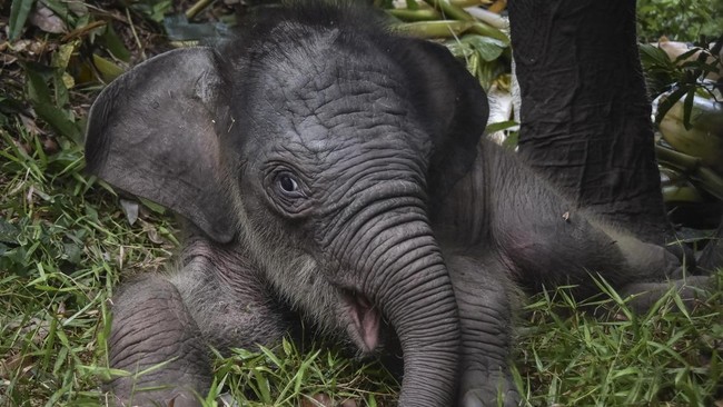 Bayi gajah Sumatra bernama Nona Seroja lahir di Taman Nasional Tesso Nilo, Kabupaten Pelalawan, Riau, Rabu (10/6). (Photo by WAHYUDI / AFP)
