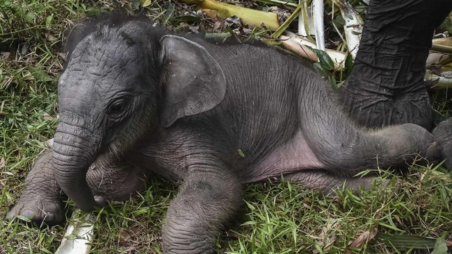 Bayi gajah Sumatra bernama Nona Seroja lahir di Taman Nasional Tesso Nilo, Kabupaten Pelalawan, Riau, Rabu (10/6). (Photo by WAHYUDI / AFP)