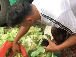 Viral Anak Kos Mulung Sayur Sisa Pasar yang Layak Demi Hemat Pengeluaran