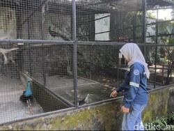 Ada Bonbin di SPBU Harjosari Bawen, Bisa Healing Lihat Tupai-Merak