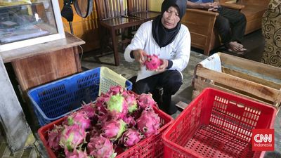 Yayasan Dharma Bhakti Astra (YDBA) memberikan pendampingan kepada kelompok petani buah naga di Sumbermulyo, Banyuwangi, Jawa Timur untuk memperluas pasar hingga ke mancanegara.