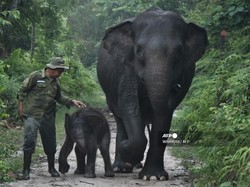 Saat Warganet Jatuh Hati pada Nona Seroja, Bayi Gajah di TN Tesso Nilo