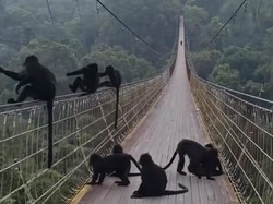Viral Kawanan Lutung Jawa Bajak Jembatan Gantung Situ Gunung