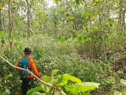 Pamit ke Rumah Anak Jalan Kaki, Mbah Bajiyo Hilang di Hutan Selorejo