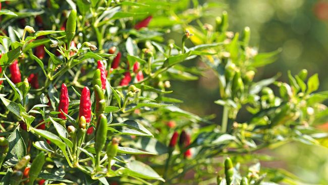 10 Cara Menanam Cabe Rawit Agar Berbuah Lebat Dan Tahan Lama