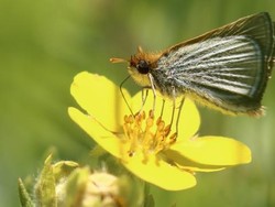 Harapan Baru Kupu-Kupu Langka Amerika Utara: Ribuan Ekor Dilepas Kembali ke Alam