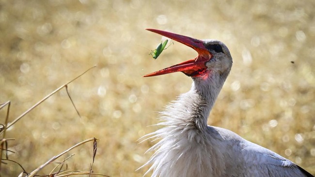 A stork eats a locust on a wheat field after a harvester cuts the crop near Manastirea village, southern Romania, on June 19, 2026. Romanian farmers have been forced to start the annual grain harvest weeks earlier than usual due to an intense early-s