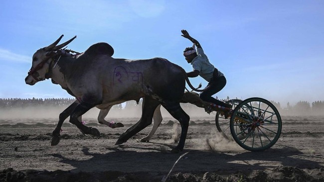 Participants ride their traditional bullock-carts during the annual Pedgaon bullock-cart race festival in Maharashtra's Satara district on June 21, 2026. Bailgada Sharyat, or the bullock-cart race, is one of the most popular rural sports in India's r