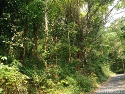 Cerita Warga soal Kampung Mati di Prambanan Sleman Kini bak Hutan Angker