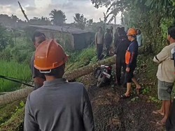 Pohon Tumbang Timpa Pemotor di Klungkung, Ibu-Anak Dilarikan ke Rumah Sakit