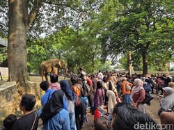135 Ribu Orang Serbu Ragunan di Hari Terakhir Masuk Gratis, Naik 2 Kali Lipat