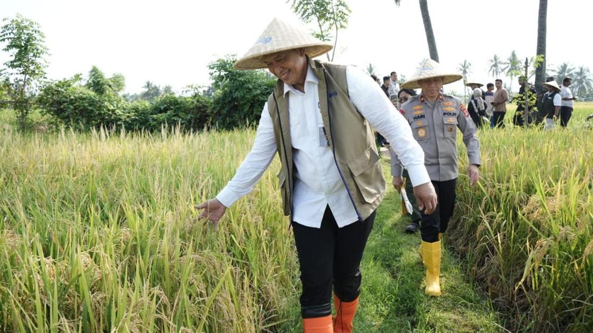 Bulog Serap Gabah 3,24 Juta Ton — Target 4 Juta Ton Masih dalam Jangkauan