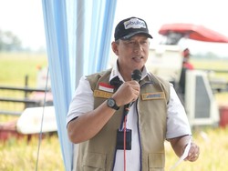 BULOG Tegaskan Tetap Serap Gabah Hasil Panen Petani Secara Berkelanjutan