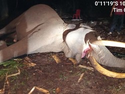 Gajah Indro Mati di TN Tesso Nilo