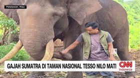 Gajah Sumatra di Taman Nasional Tesso Nilo Mati
