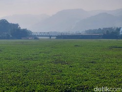 Pulau Eceng Gondok di Sungai Citarum yang Kian Rapat dan Meluas