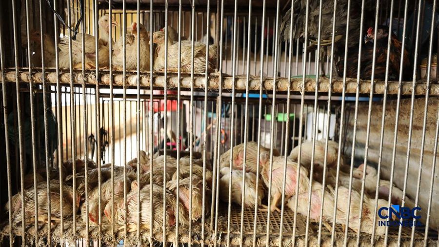 Harga ayam di penjual turun drastis ke nomor Rp 13.000/kg di pasar Kebayoran Lama, Jakarta, Senin (29/6/2026).