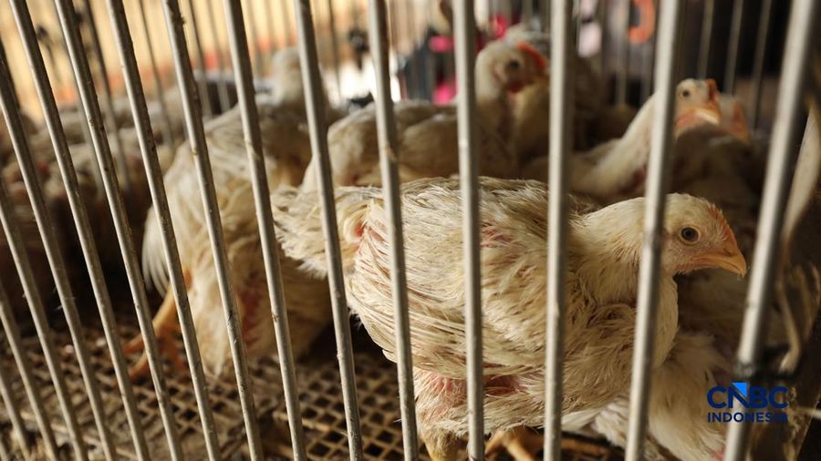 Harga ayam di penjual turun drastis ke nomor Rp 13.000/kg di pasar Kebayoran Lama, Jakarta, Senin (29/6/2026).