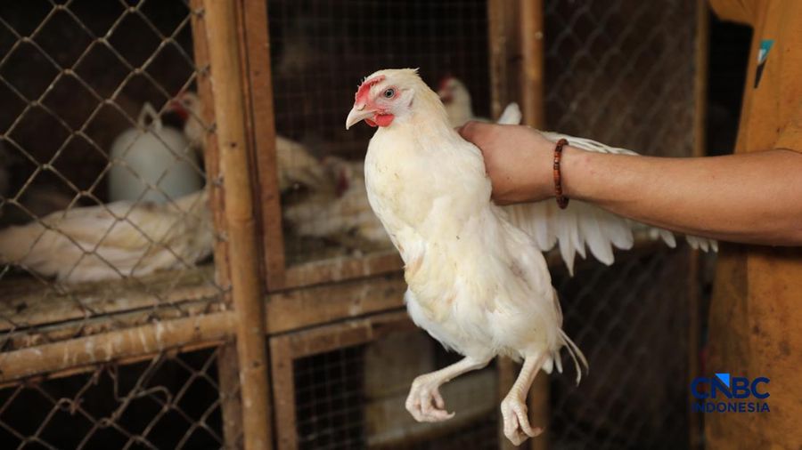 Harga ayam di penjual turun drastis ke nomor Rp 13.000/kg di pasar Kebayoran Lama, Jakarta, Senin (29/6/2026).