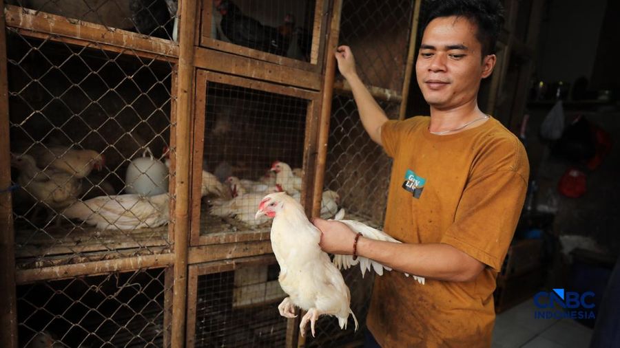 Harga ayam di penjual turun drastis ke nomor Rp 13.000/kg di pasar Kebayoran Lama, Jakarta, Senin (29/6/2026).