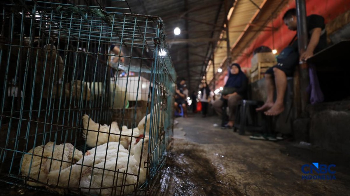 Harga Ayam Anjlok Gegara Pengusaha Besar Caplok Jatah Peternak Kecil?