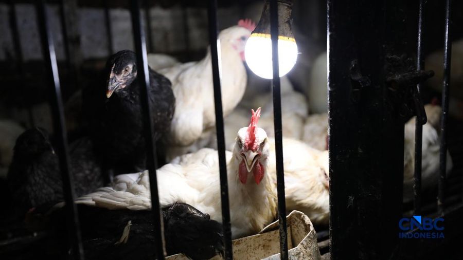Harga ayam di penjual turun drastis ke nomor Rp 13.000/kg di pasar Kebayoran Lama, Jakarta, Senin (29/6/2026).