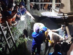 Evakuasi Dramatis Kuda Andong Nyemplung Selokan di Umbulharjo Jogja