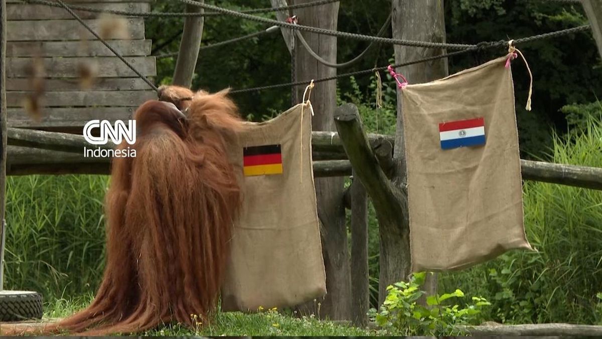Orangutan Ramal Jerman Kalahkan Paraguay