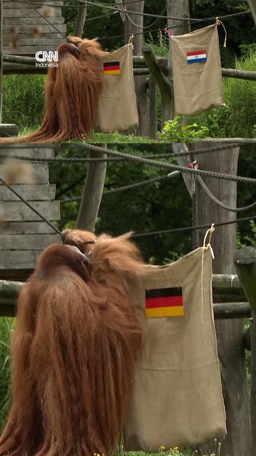 Momen Orangutan Ramal Kemenangan Jerman atas Paraguay