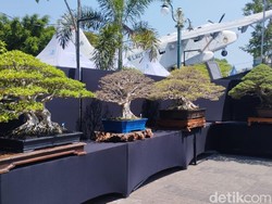 Alun-alun Lamongan Penuh Bonsai, Ada yang Nilainya Lebih dari Rp 1 M
