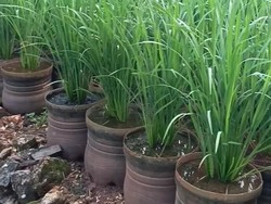 Lebih Irit! Ini Hitung-hitungan Pak Dukuh Tanam Padi di Galon Bekas Vs Sawah