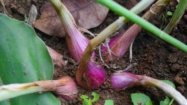 Cara Menanam Bawang Merah dari Bibit sampai Panen, Panduan Lengkap untuk Pemula