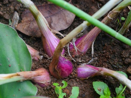 Cara Menanam Bawang Merah dari Bibit sampai Panen, Panduan Lengkap untuk Pemula
