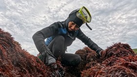 FOTO: Pemanen Rumput Laut Taiwan Kian Menua, Tradisi Terancam Hilang